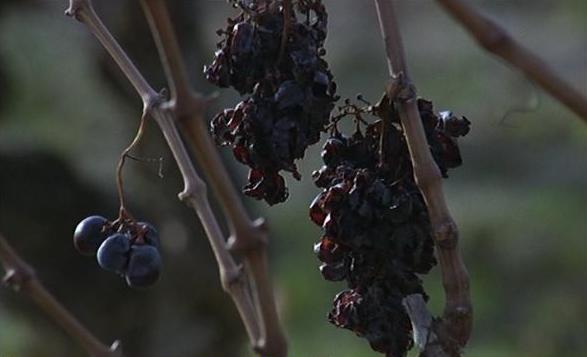 [Grapes+of+Death24.JPG]