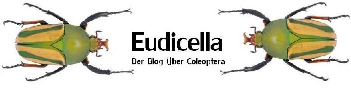 Eudicella Blog