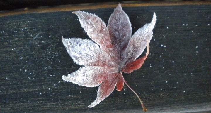 Frozen Leaf