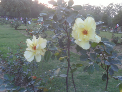 ROSE GARDEN, CHANDIGARH