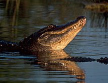 [12Alligators.jpg]