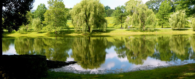 Weeping Reflections