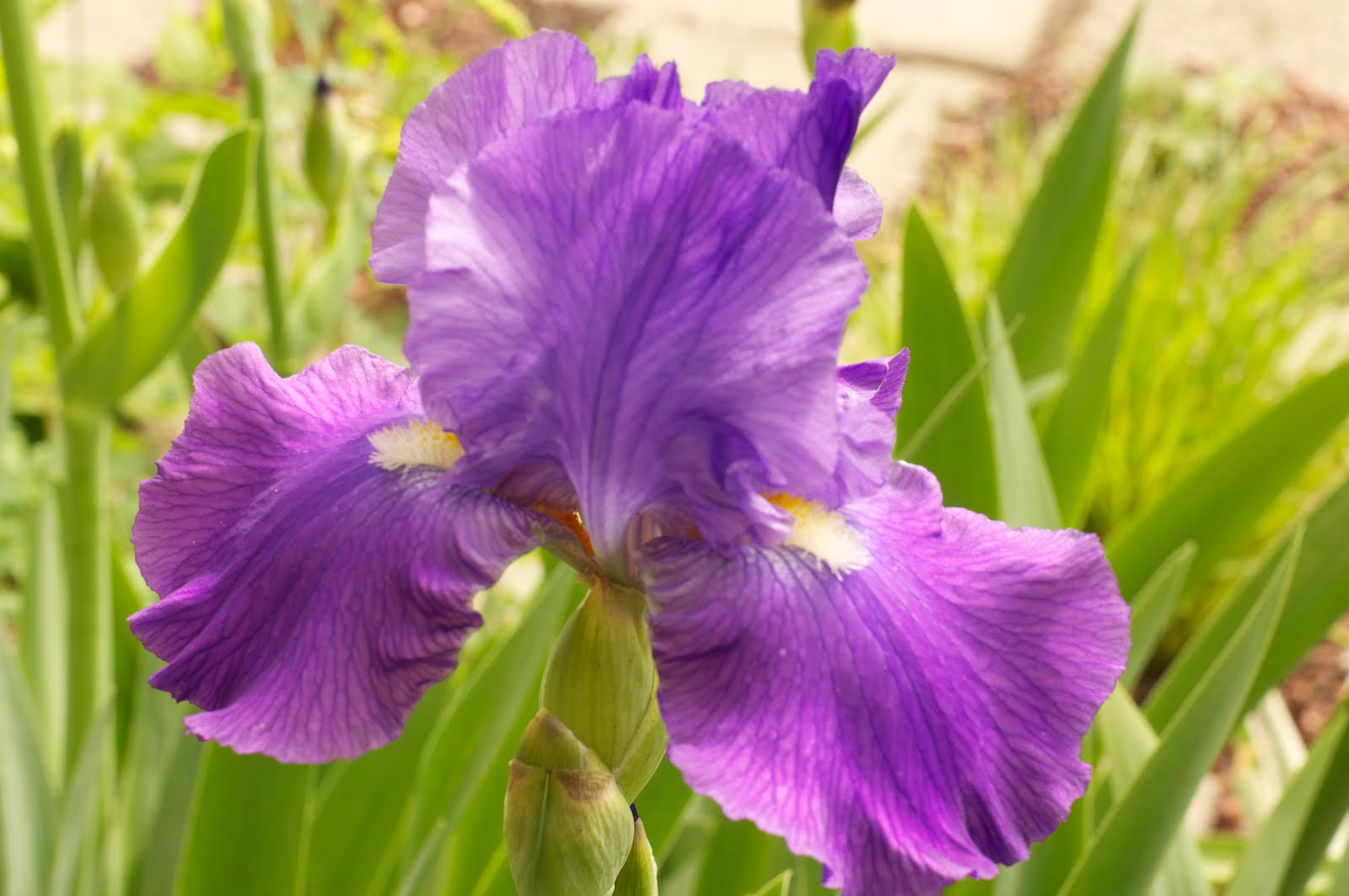 Rhiannon's Kairos Mauve Iris of Spring