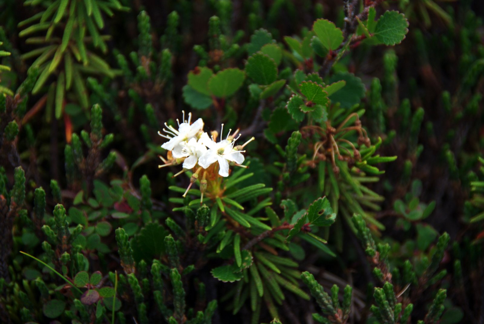 The Blog Bog of the Tundra: Northern Labrador Tea - Flowering in Late
