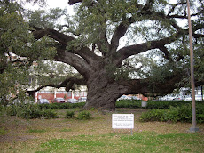 500 Year Old Louisiana Live Oak