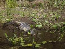 Alligator in Wakulla River