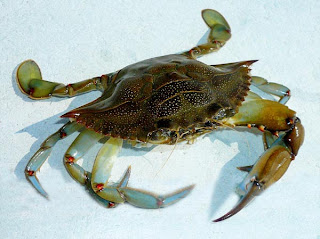 Crab Attack - Sheva Apelbaum Crab Attack - Sheva Apelbaum