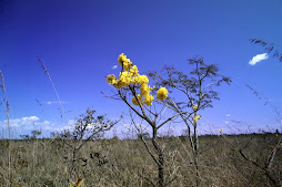 O Cerrado te espera.. venha fotografar as melhores imagens