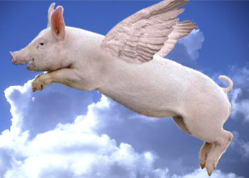pig flying