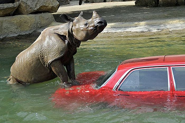 Hot Fresh Pics: When Animals Attack
