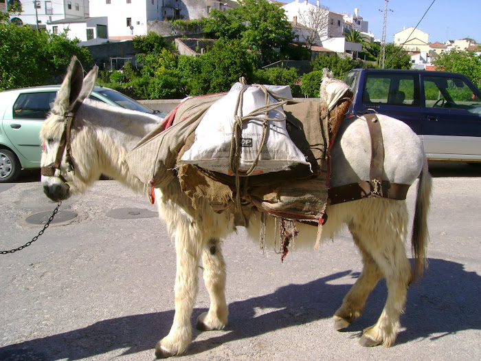 O BURRO MAIS CONHECIDO EM MONCHIQUE