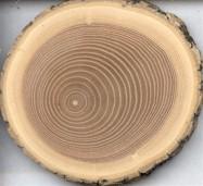 [dendro.jpg]