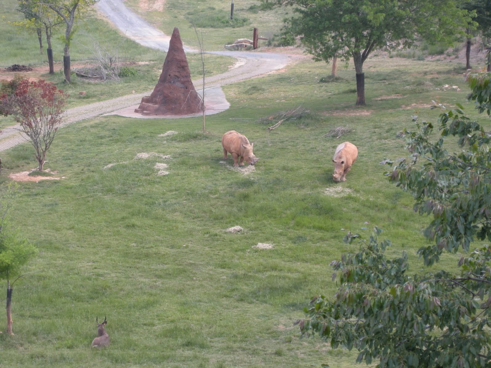 Kitchens Are Monkey Business Road Trip. Day 1. North Carolina Zoo In