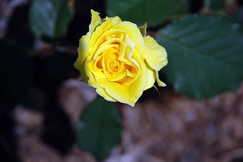 [DSC_0077.JPG]