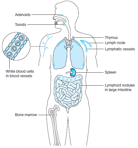 Imunnology: The role and complexity of the immune system