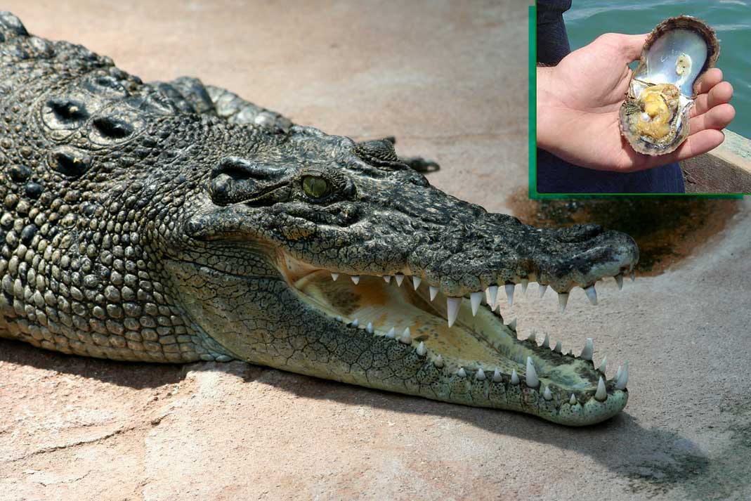 [06Crocodile_Crocodylus.jpg]