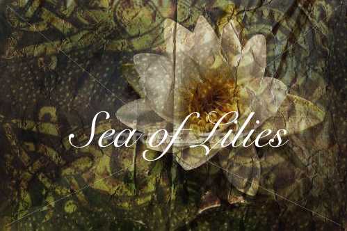 Sea of Lilies