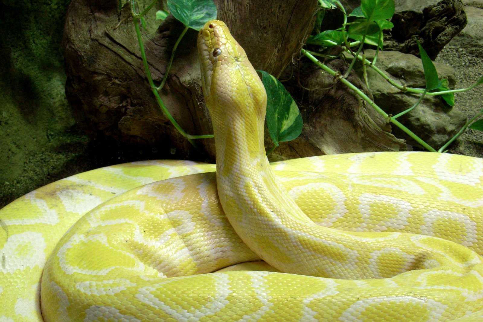 [Reticulata+python+(Python+reticulus)+morph+Barcelona+zoo.jpg]