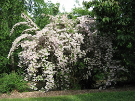 Rotary Botanical Gardens Hort Blog Fantastic Woody Plant Foliage