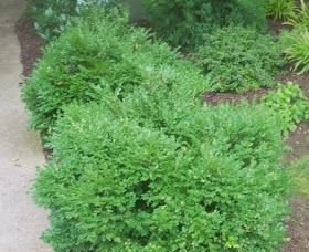 Future Plants By Randy Stewart Boxwoods