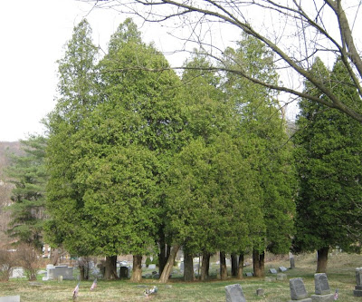 How Far Apart To Plant Thuja Arborvitae - 12 Foot Green Giant Arborvitae Price