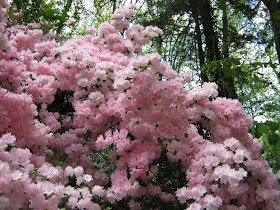 Dwarf White Azalea Etsy