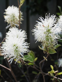 Reed S Garden Ramblings Fothergilla A Great And Often