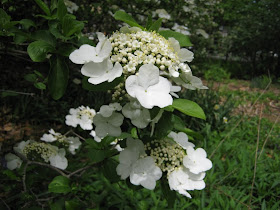 Gardens And Plants Image By Artemisia Gentileschi