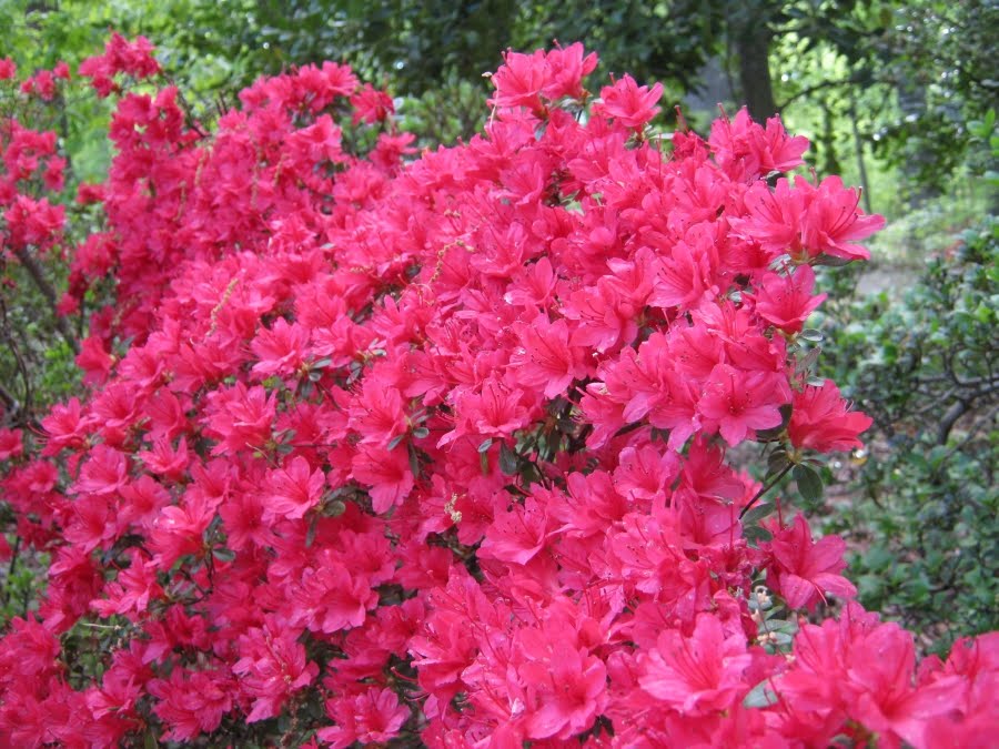 Pink Tubular Flowers Stock Photos Pink Tubular Flowers Stock