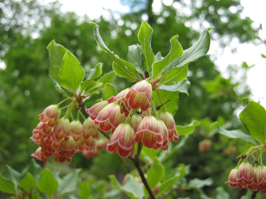 Enkianthus Red Bells