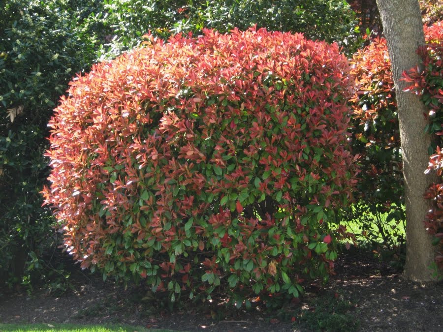 Le Douaire Ile De Vivre Tout Savoir Sur Le Photinia X Fraseri