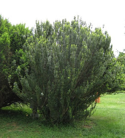 Future Plants By Randy Stewart Cephalotaxus Plum Yew