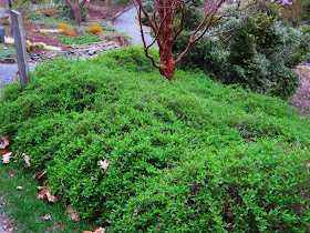 Future Plants By Randy Stewart Deutzia