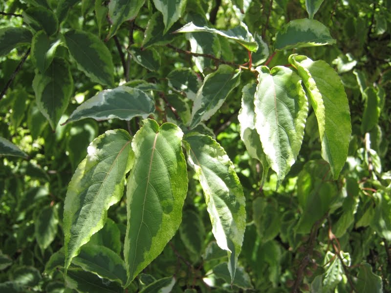 Prunus lyonii ( Catalina