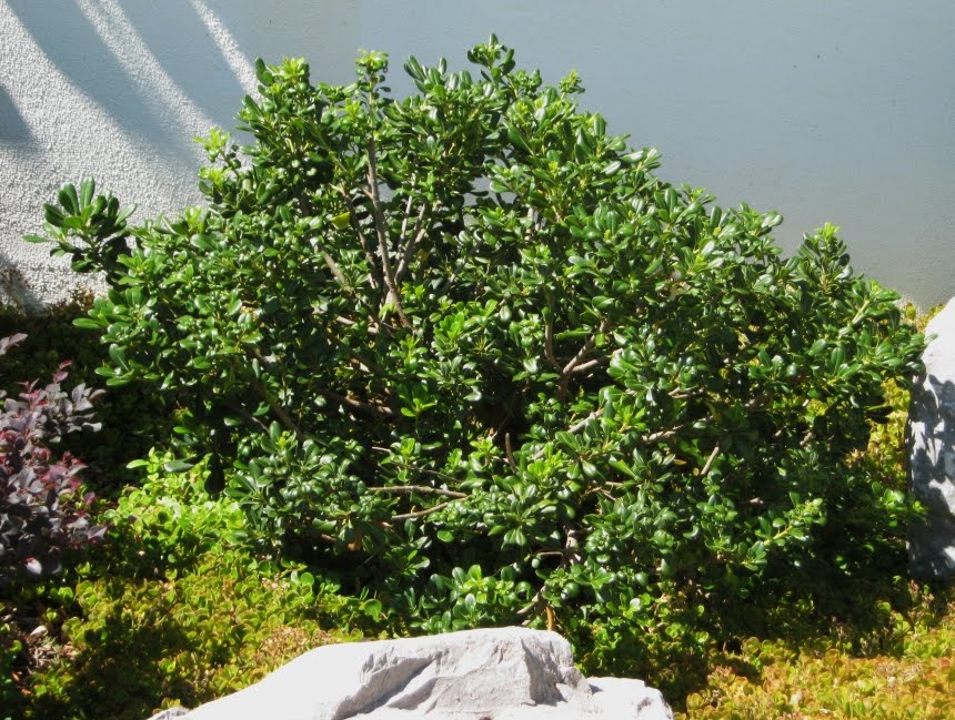 Tree Identification Pittosporum Crassifolium Karo