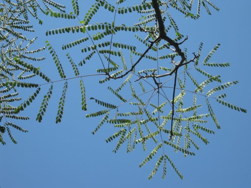 National Arboretum, D.C.