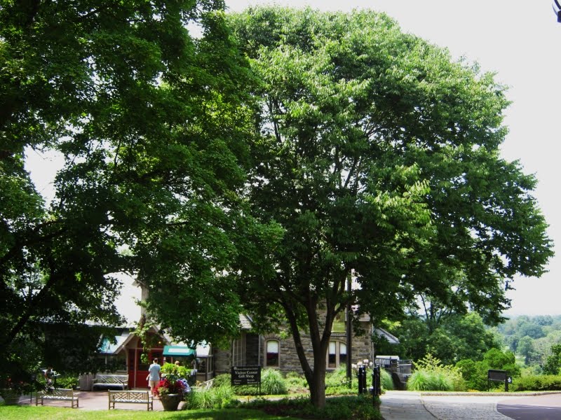 Zelkova+tree