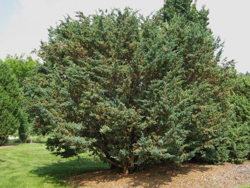 Future Plants by Randy Stewart: Junipers for all Landscapes