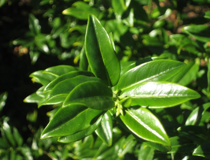 Sarcococca Saligna Sarcococca Salicifolia Sweet Box Sweet