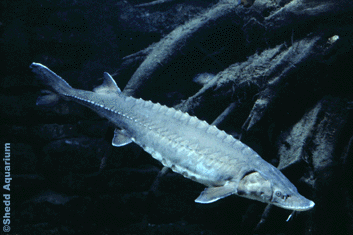 Giant Lake Sturgeon
