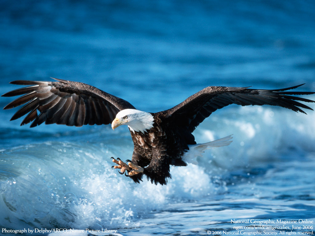 eagle bird pics