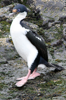 cormoran real Phalacrocorax albiventer