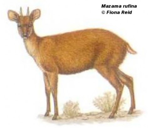 Compañeros de viaje Venado del páramo (Mazama rufina)