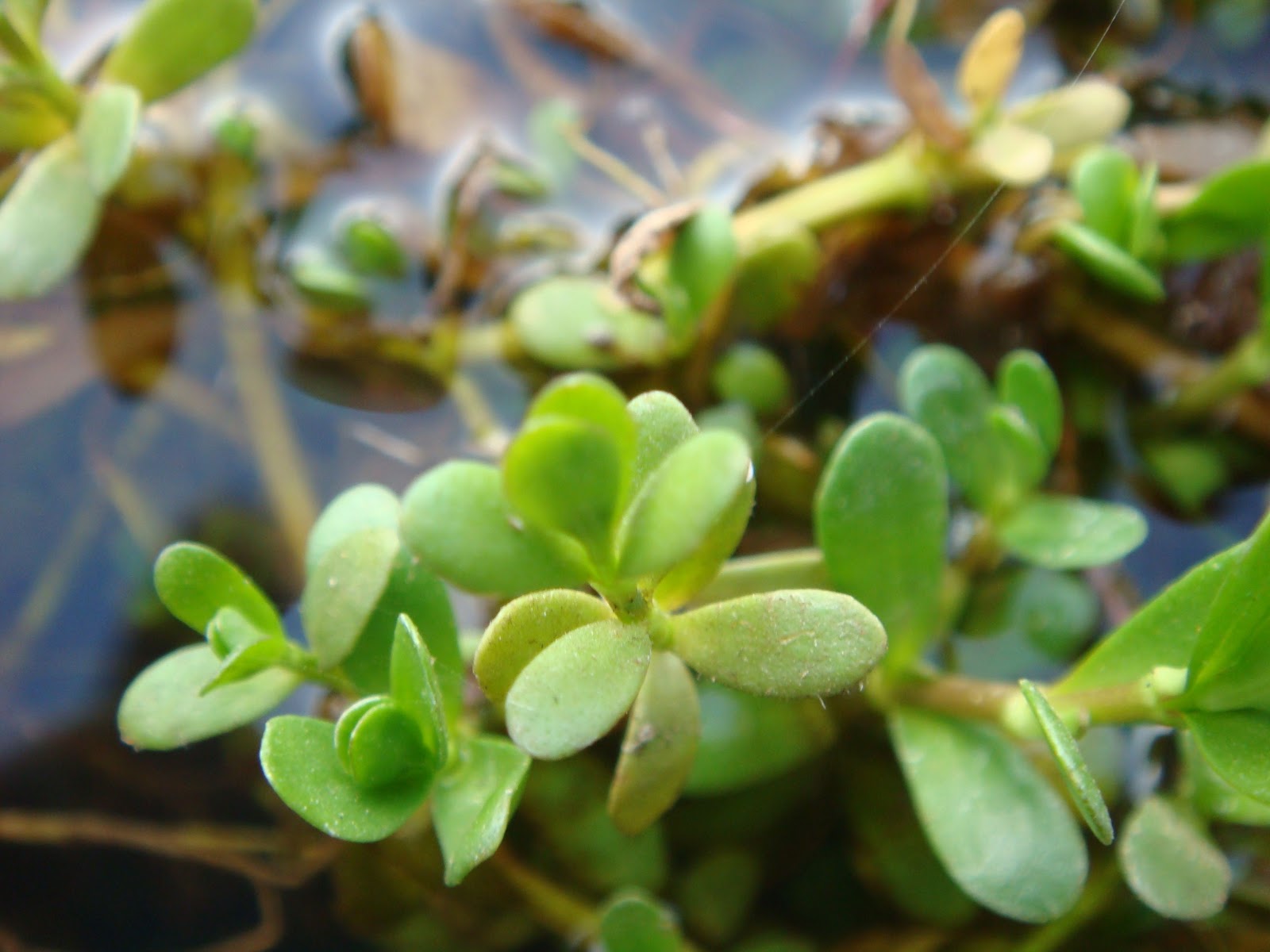 Open Eyes and Open Mind Brahmi Bacopa monnieri