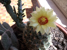flor  de cactus