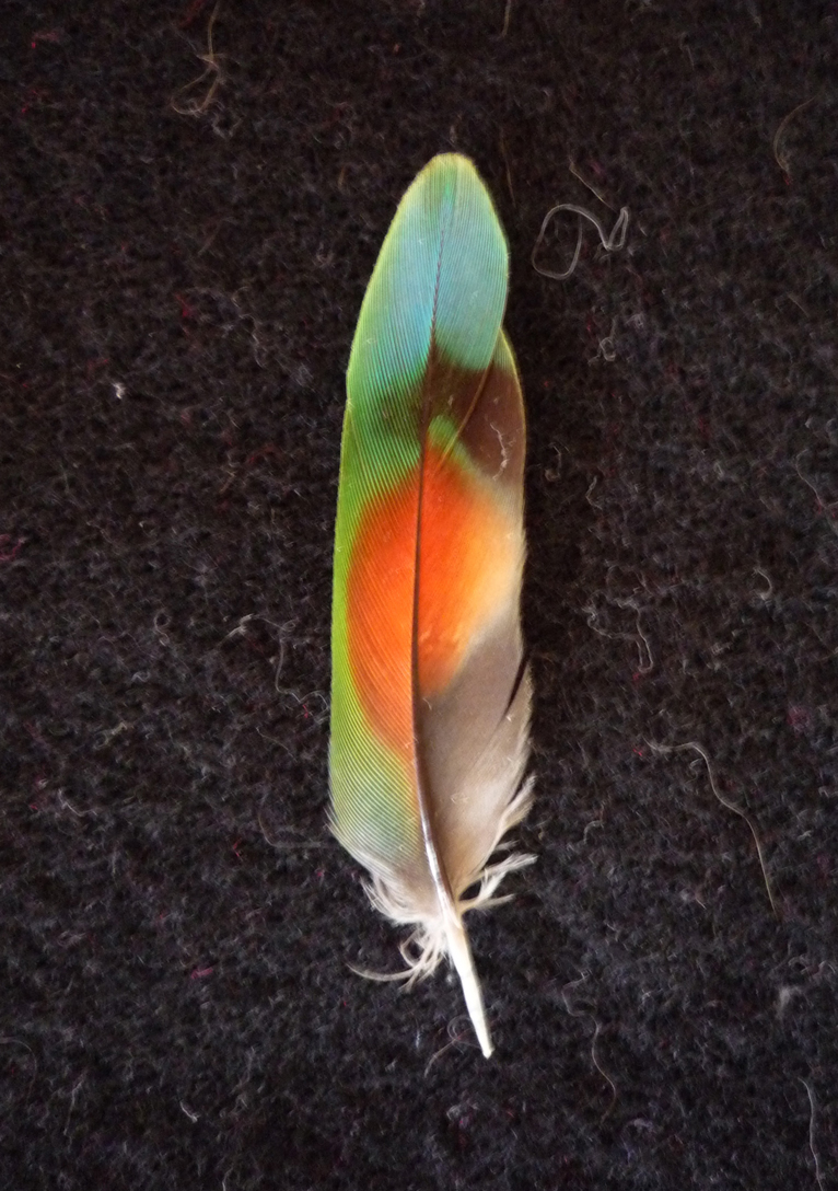 lovebird+feathers.JPG 766×1.088 pixels Feather photography, Feather