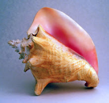 the conch