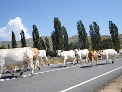 Vacas en Venta del Obispo