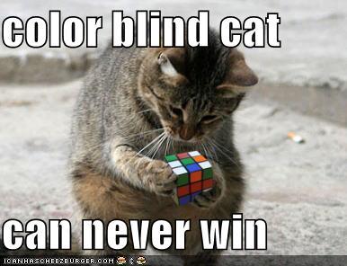 Cat With Rubix Cube