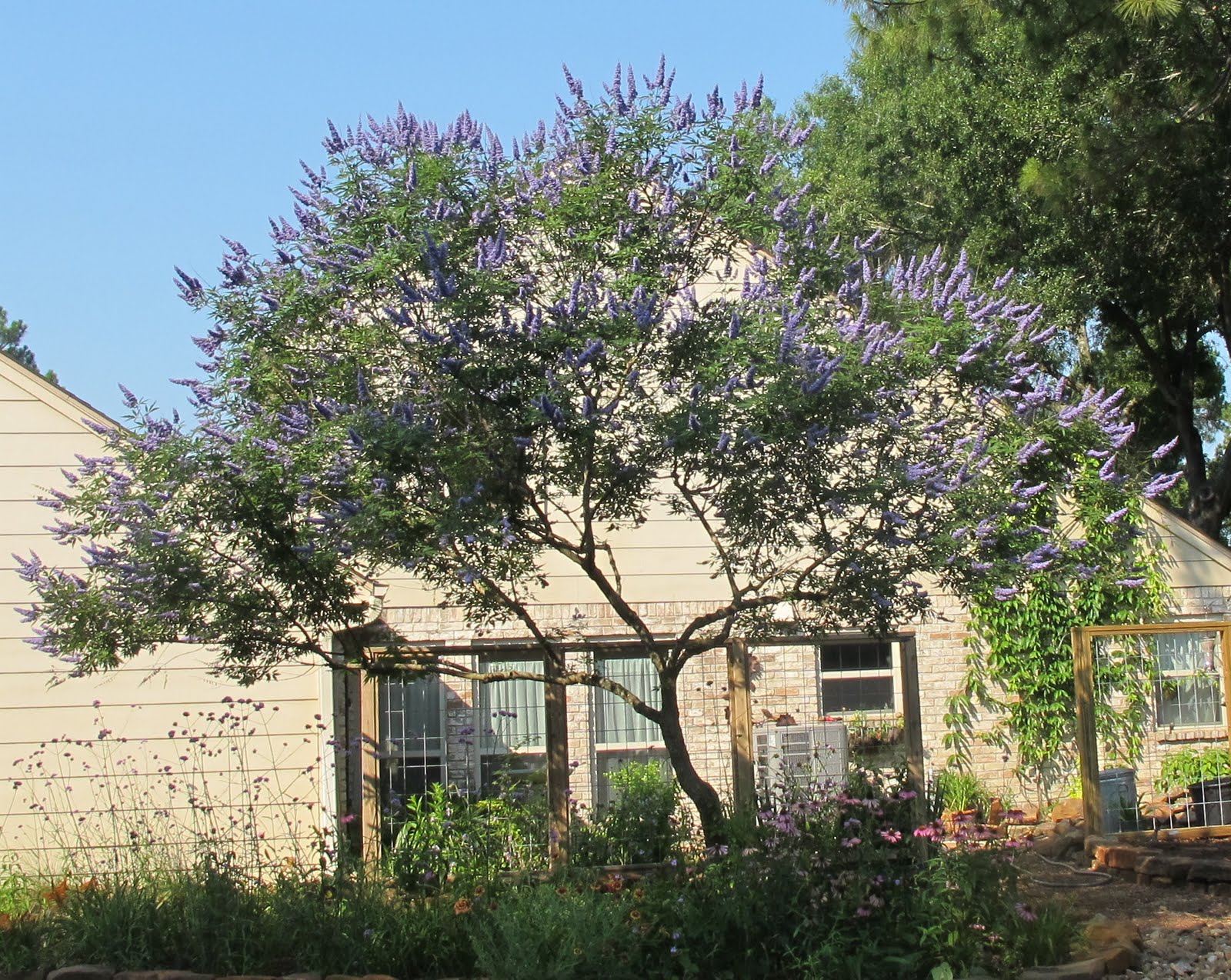 pruning long shoals vitex